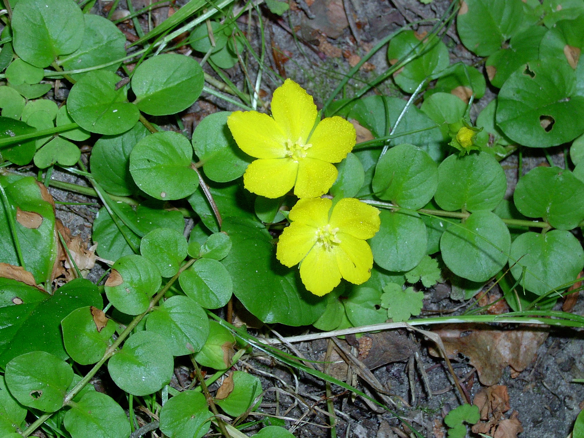creeping jenny